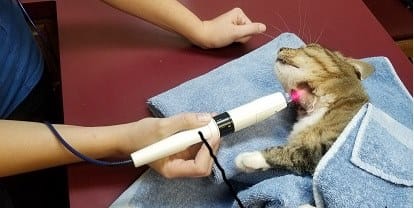 Laser Therapy session for a cat
