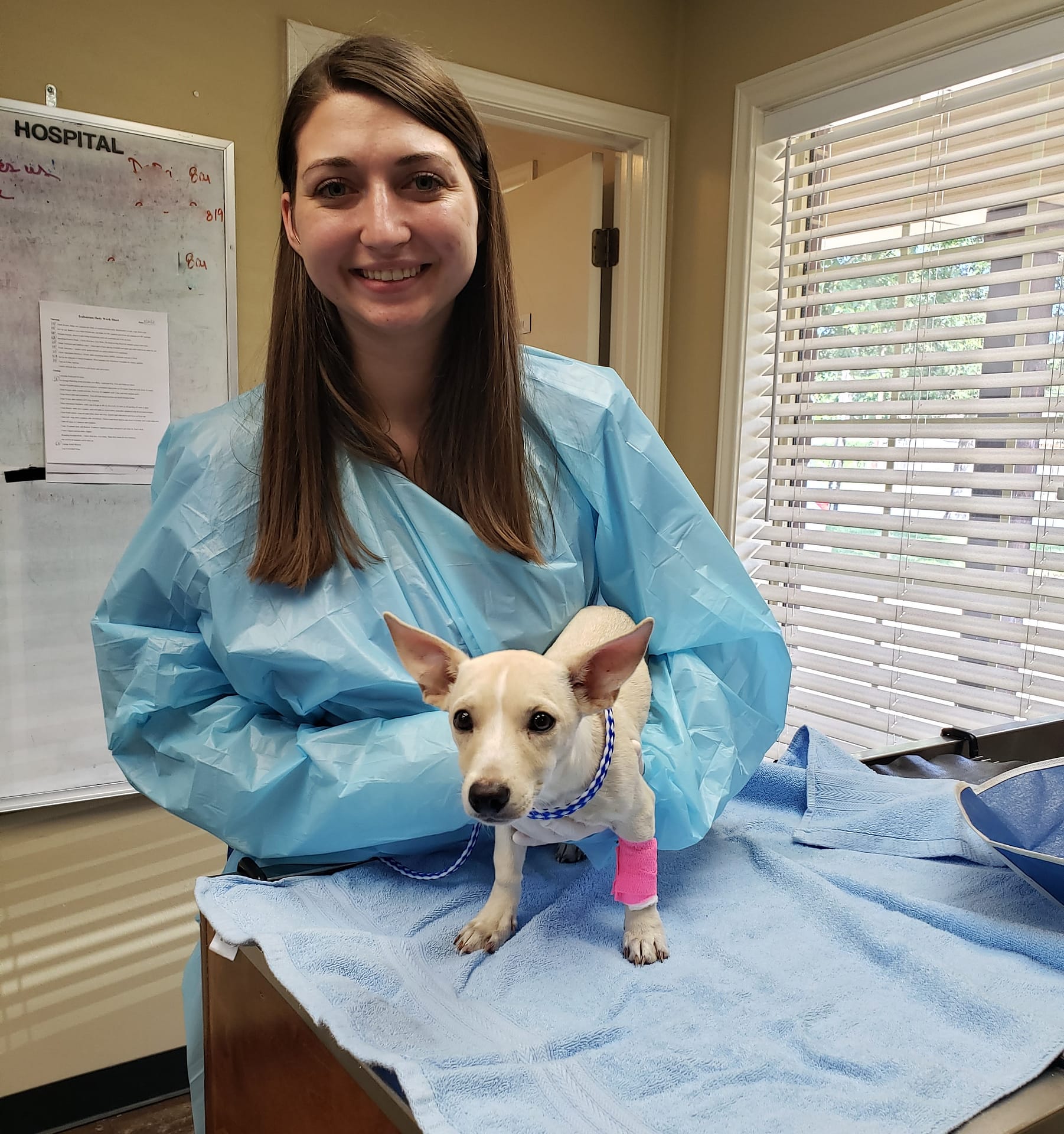 Veterinary Technician treating Parvo